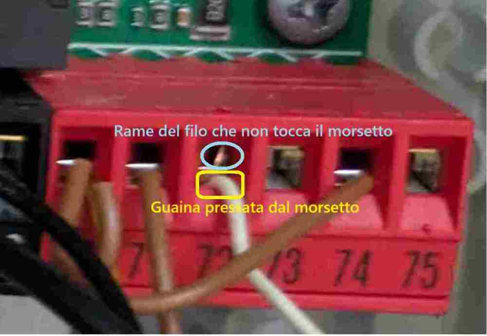 Morsetto72Thaliacollegatomale.thumb.jpg.e975ff6142bdfd971a988c2d07f7527e.jpg